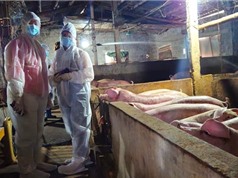 Cách ly và vệ sinh đúng cách giúp giảm 10 lần nguy cơ lây nhiễm bệnh trong đàn lợn